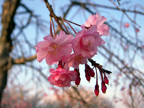 上堰潟公園 八重桜